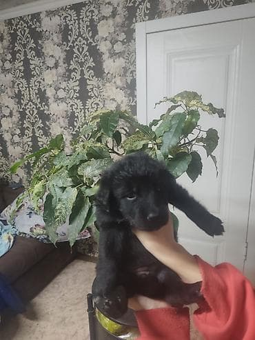 Щеноки полукровки. Отец лабрадор, мать дворняжка, черные, с мягкой at lalafo.kg Щеноки полукровки. Отец лабрадор, мать дворняжка, черные, с мягкой