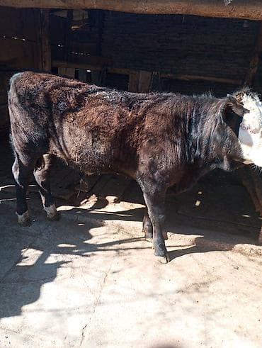 рыбы купить: Продаю | Бык (самец) | На откорм — 3