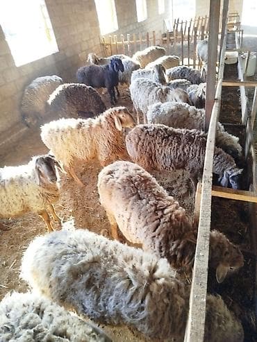 продаю овца: Продаю | Овца (самка) | Для разведения | Матка — 4