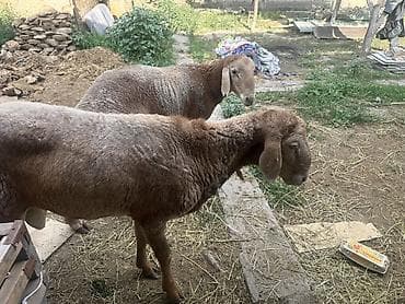собаки рынок в бишкеке цены: Продаю | Овца (самка) | Эдильбаевская | На забой — 2