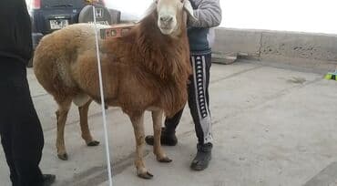 сельскохозяйственные животные продажа: Продаю | Баран (самец) | Для разведения | Племенные — 1