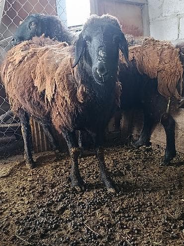 кармушка для баран: Продаю | Овца (самка) — 3