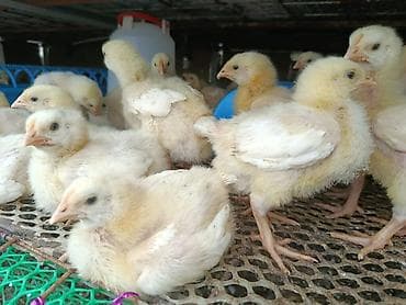 индюшата бишкек: Продаю 10 суточные цыплята бройлеров 45/дней и будет готово на забой — 7