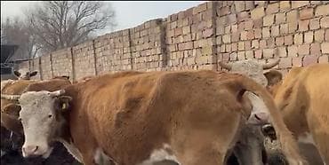 Айыл-чарба жаныбарлары: Сатам | Бука (эркек) | Аргын | Бордоп семиртүү үчүн — 1