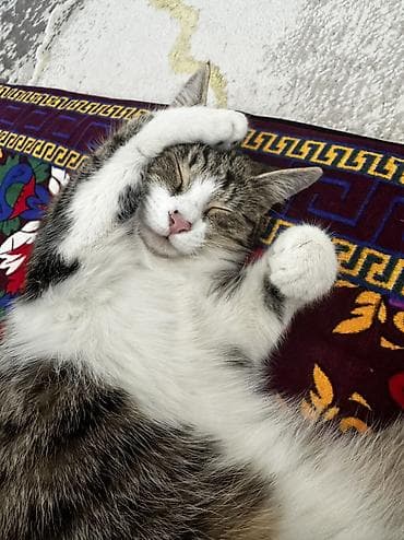 сумка для планшета: У неё есть страница в инстаграм с 960 подписчиками. Ожерелье для — 5