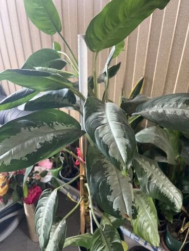 растений: Комнатные декоративнолиственные растения в горшках. - Диффенбахия — 1