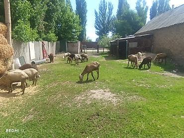 баран купить бишкек: Продаю | Овца (самка), Баран (самец) | Меринос — 4