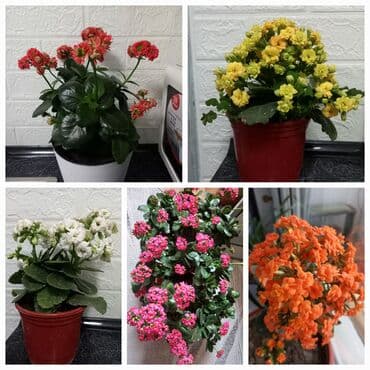 Рассада цветка: Самовывоз