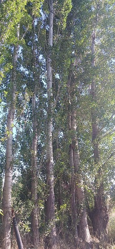 Дом и сад: Ассалом алейкум туугандар, Теректер сатылат, келишим баада, сүйлөшү — 1