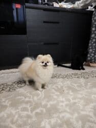 купить собаку шпица недорого: Шпиц, 1 год, Самец, С прививкой, С родословной — 6