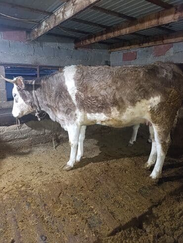 Собаки: Продаю | Корова (самка) | Полукровка | Для молока | Привязанные — 2