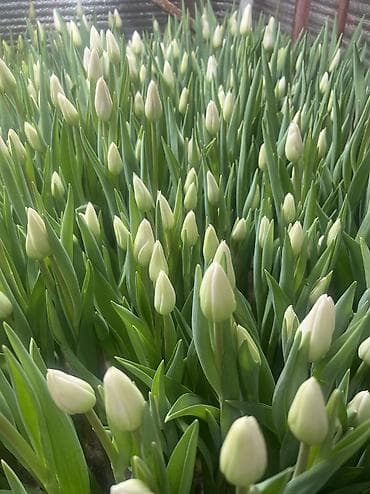 спал диван: 🌷 Тюльпаны на продажу! Свежие, качественные, выращиваем сами. С — 3