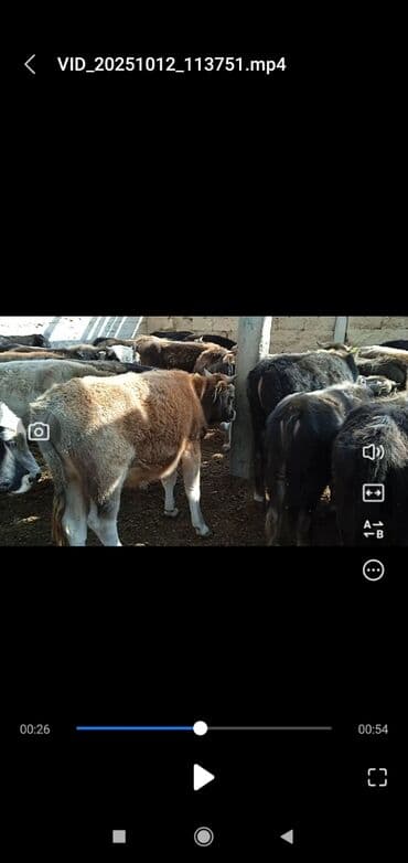 дойный корова: Продаю | Бык (самец) | Полукровка | На откорм — 12