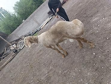 бараний жир: Продаю | Овца (самка) | Для разведения | Племенные — 3