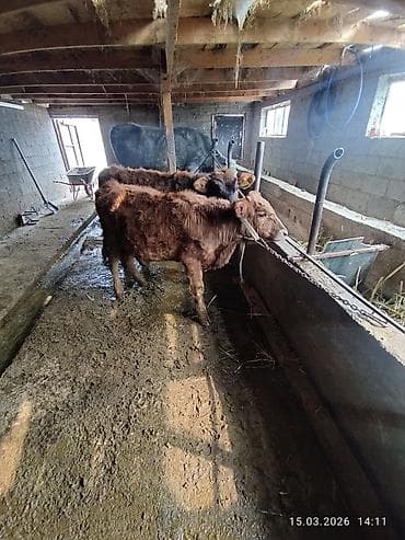 куры тоджон: Продаю | Бык (самец) | На откорм | Привязанные — 5