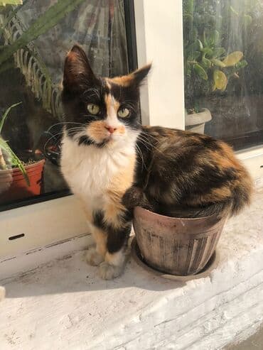 котята в добрые руки бесплатно: 7 месяцев, Девочка, Рыжий, Приучена к лотку, Проглистована — 4