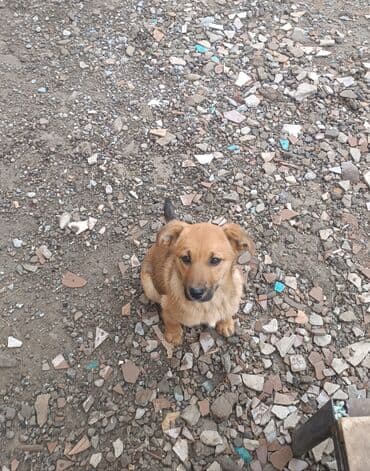 уй жаныбары: Ит бекер берилет: Бельгия овчаркасы, 5 айлык, Ургаачы — 4