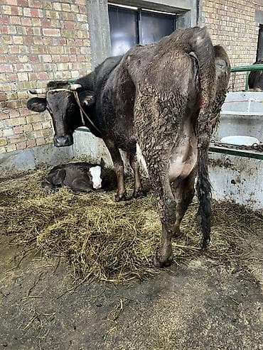 кукуруза семина: Продаю | Корова (самка) | Для молока | После отела — 2