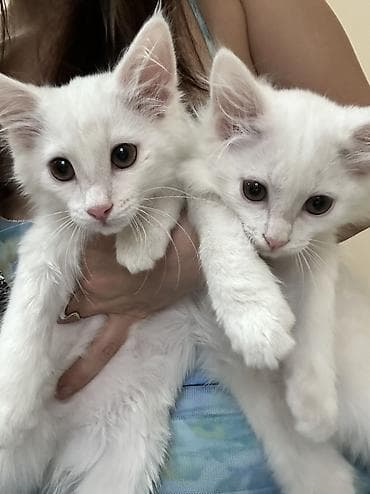 Животные: Рыжий котёнок гладкошерстный с полосатым окрасом-девочка,а так же — 1