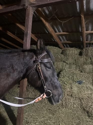 жугон уздечки: Уздечка с трензелем и поводьями для лошади Кожаная уздечка с налобным — 3