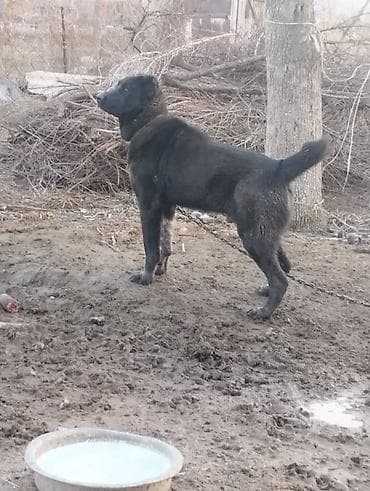 Продажа собак: Вязка: Алабай, Самец, 1 год, С родословной — 2