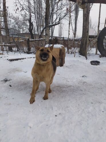 Авчарка ИТ сатам