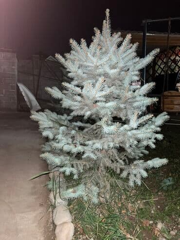 Саженцы деревьев: Ели