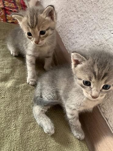cane corso: Котята серебристого окраса - Помёт из нескольких котят: на фото видно — 1