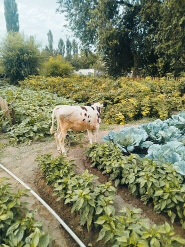собака бульдок: Продаю | Музоо, торпок — 6