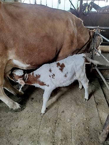 Үй жаныбарлары: Сатам | Уй (ургаачы) | Сүт алуу үчүн | Музоологондон кийин — 8