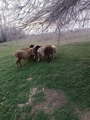 купить дрессированную немецкую овчарку: Продаю | Овца (самка) | Для разведения | Матка — 2