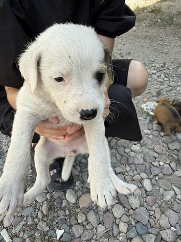 cane corso: Дворняжка, 1 месяц, Самец, С прививкой — 7