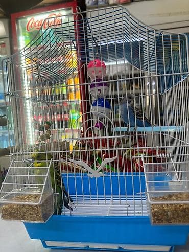 голуби птицы животные: Продаются два попугая 🦜🦜 Продаём двух домашних попугаев. Птицы — 4