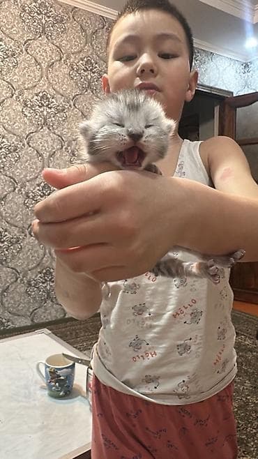 когтеточка: Породистые котята от шотландской кошки (скоттиш-фолд) окраса — 2