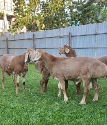 продаю в связи с переездом: Продаю | Баран (самец) | Арашан | Для разведения | Племенные — 6
