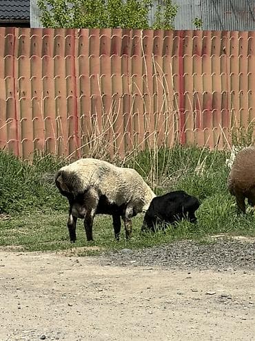 чау чау смуф цена: Продаю | Овца (самка) | Для разведения | Матка — 1
