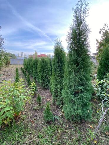 садовые столы и стулья: Саженцы деревьев: Туи, Платная доставка — 11