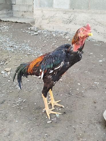 кошки купить бишкек: Дакан жожо короз сатылат активный алмашу жолдору бар адрес Заря — 2