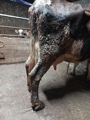 сементал уйлар: Продаю | Корова (самка) | Полукровка | Для молока | После отела — 6