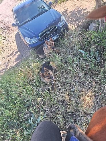 амстафф бишкек: Щенки немецкой овчарки апреля 3 родился - Щенки крепкие, 7000 и 6000 — 1