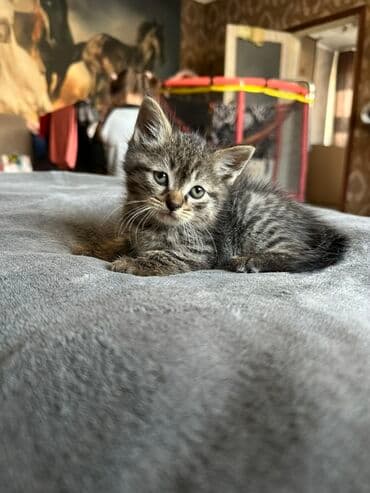 хочу купить кошку: Кошка даром: Британская короткошёрстная, 1 месяц, Мальчик, Метис — 4