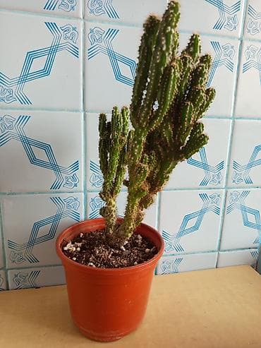 цветущий кактус: Кактус суккулент в горшке - Растение столбчатой формы с множеством — 1