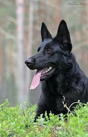 Грызуны: Родословный кабель ВЕО на вязку крупный — 1