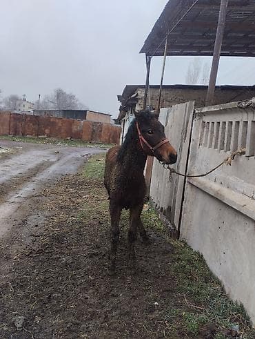 романовский порода: Продаю | Жеребец | Полукровка | Рабочий | Племенные — 2