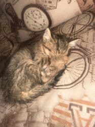 отдам кота я его боюсь: Отдам котёнка (девочку) в хорошие руки. Мать превосходный охотник на — 7