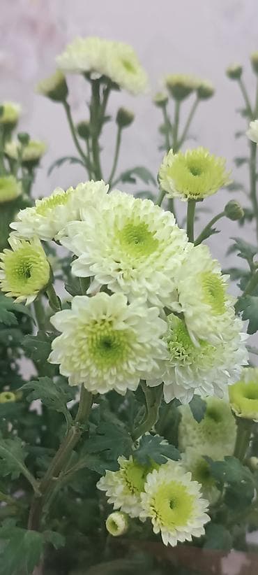 плетистые розы: Саженцы цветка: Хризантемы, Самовывоз — 5