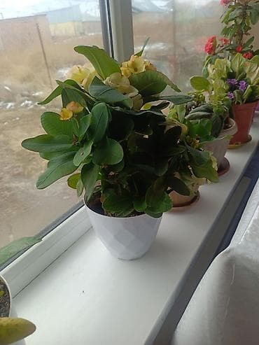 Лимоны: Срочна ❗ Комнатный гулдордун турлору коп. Баарын жакшы баада берем — 9