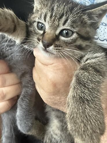 котята отдам в добрые руки: Котята Ищут заботливый дом. Возраст 40 дней приучены к лотку — 5