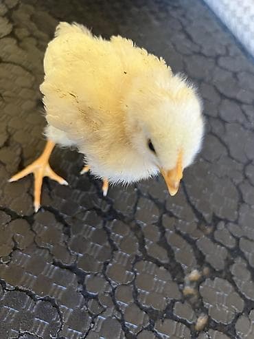 капкан для мыши: Продаю | Цыплята | Для разведения — 2