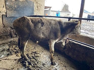 Продаю | Музоо, торпок | На откорм